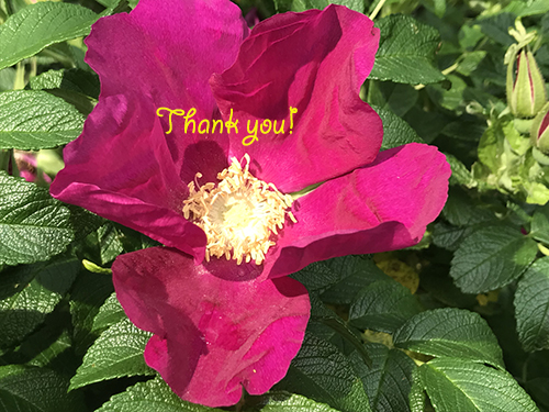 thank you-yang.jpg