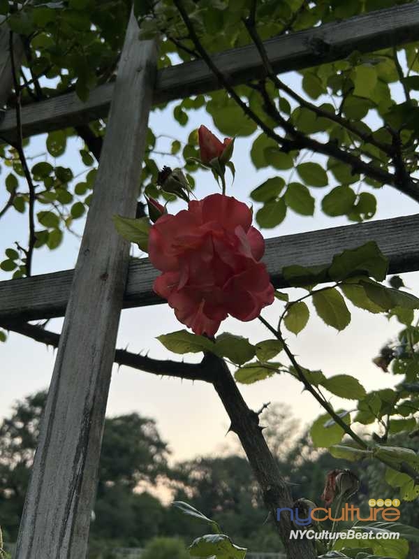 IMG_4493.jpeg