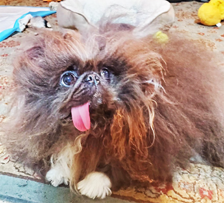 pekingese.jpg