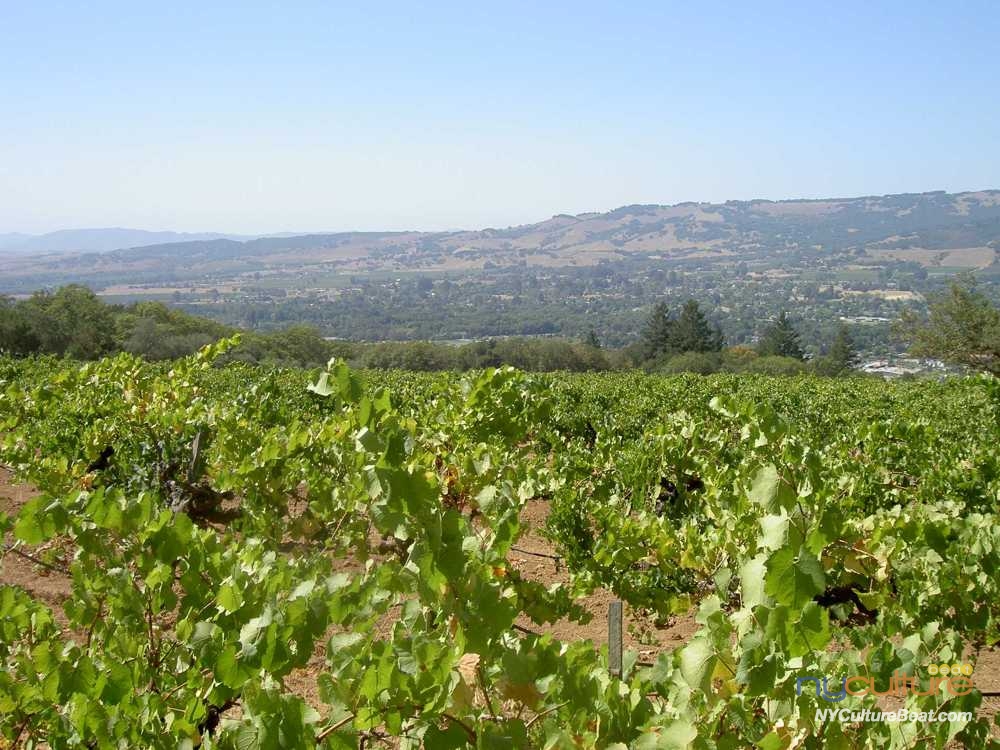 sonoma-hanzel1.jpg