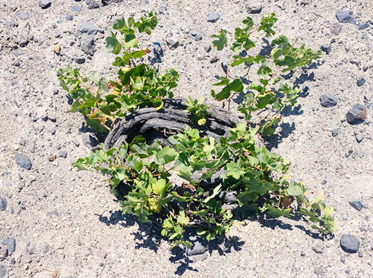 Assyrtiko-foliage.jpg