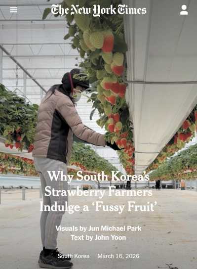 South Korea Strawberry Farming - The New York Times.jpeg