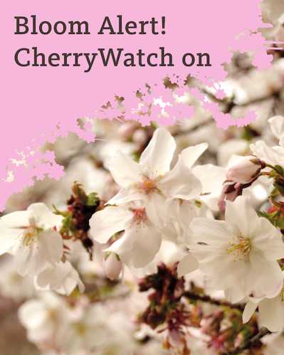 cherrybbg.jpg