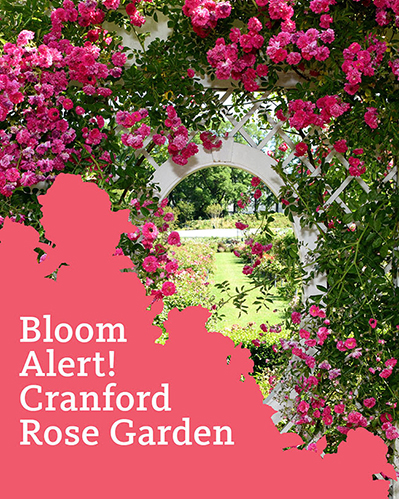 bbg-rose.jpg