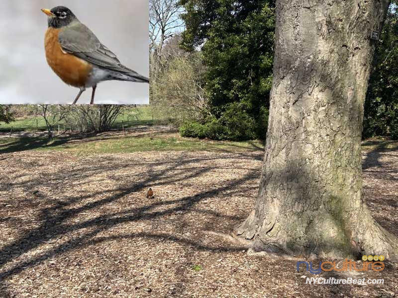 2-american-robin.jpeg