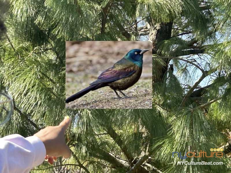 1-common-grackle.jpeg