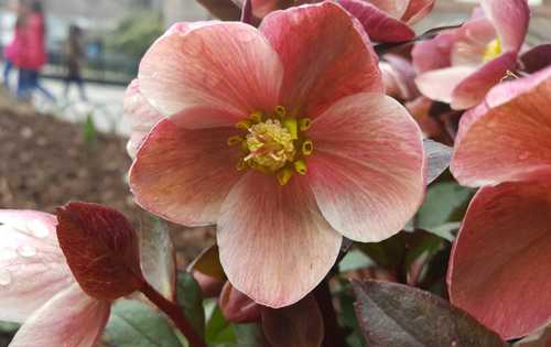 2019-signs-of-spring-lenten-roses__5c796c6da67b8.jpg