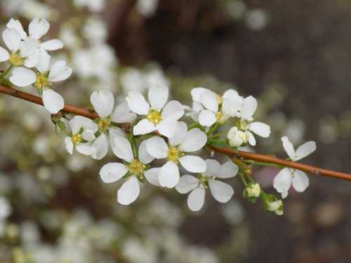 Thunberg Spiraea.jpg