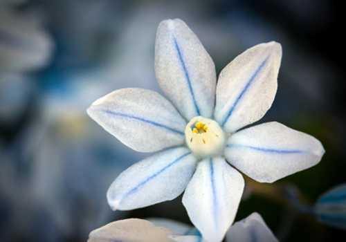 striped_squill_c_l_2020-11-11-202746.jpg