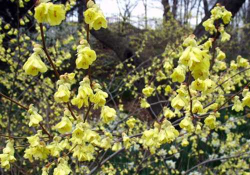 blooms-buttercup-winterhazel-l_2020-11-11-202920.jpg