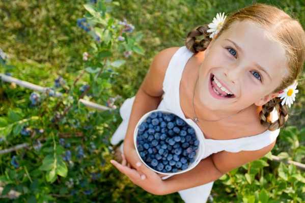 upick_blueberries.jpg