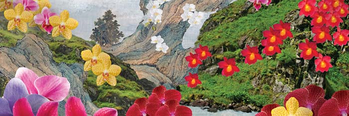 orchid.jpg